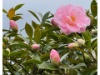 IMG 7966
